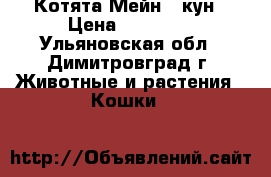 Котята Мейн - кун › Цена ­ 15 000 - Ульяновская обл., Димитровград г. Животные и растения » Кошки   
